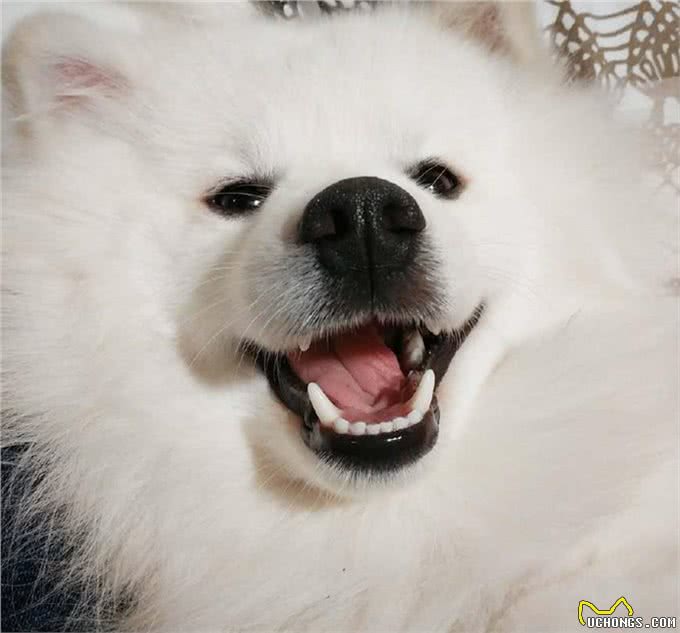 雪白雪白的爱斯基摩犬，要被这个治愈系毛球萌哭了!