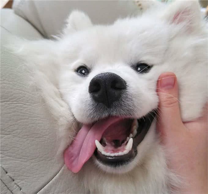 雪白雪白的爱斯基摩犬，要被这个治愈系毛球萌哭了!