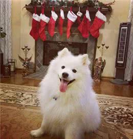 雪白雪白的爱斯基摩犬，要被这个治愈系毛球萌哭了!