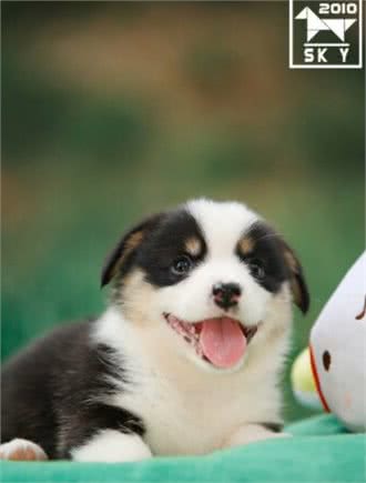只需四步!轻松教会狗狗室内如厕