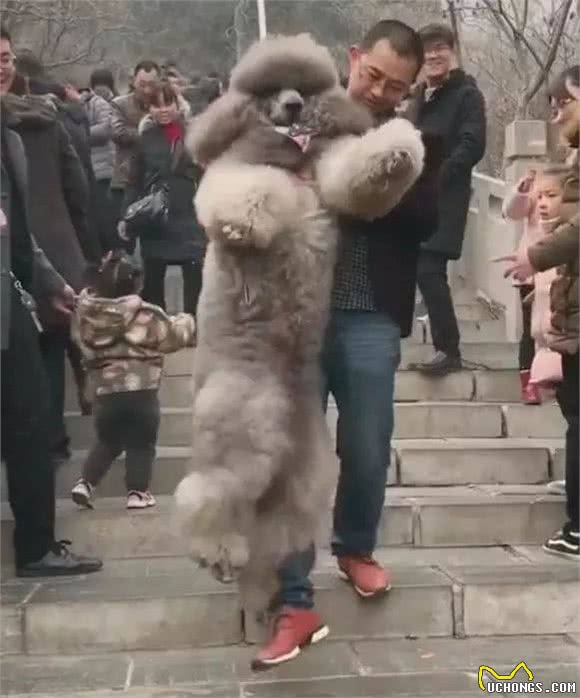 带大狗狗爬山，上山容易下山难!