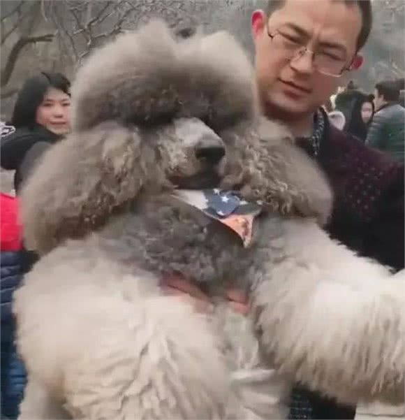 带大狗狗爬山，上山容易下山难!
