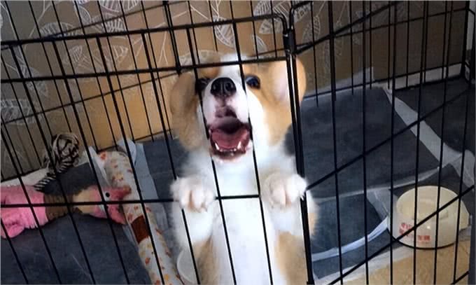 人狗相处禁忌，有些事可真不能做