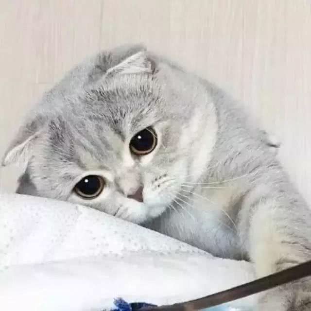 全球最有气质最可爱的10种猫，请问我可以当你们的铲屎官嘛?!