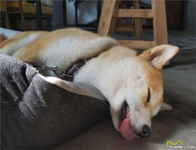祝贺你!狗狗这些睡姿，说明在你家过得很幸福