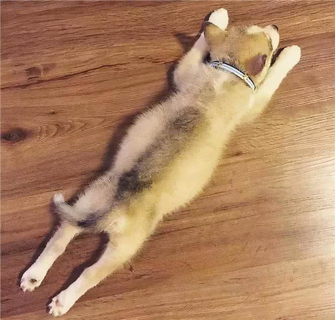 祝贺你!狗狗这些睡姿，说明在你家过得很幸福