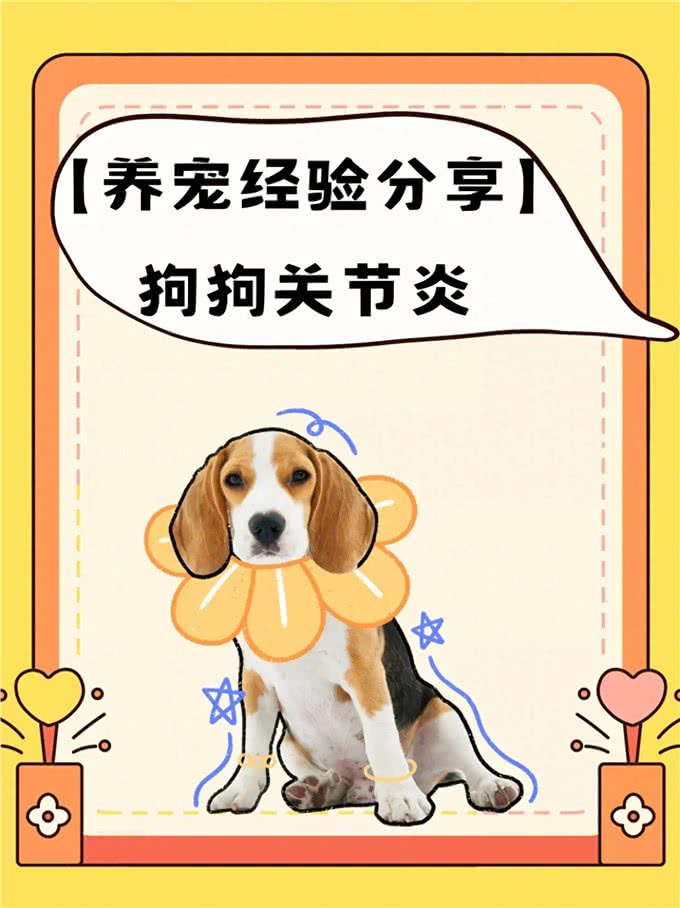 狗狗关节炎