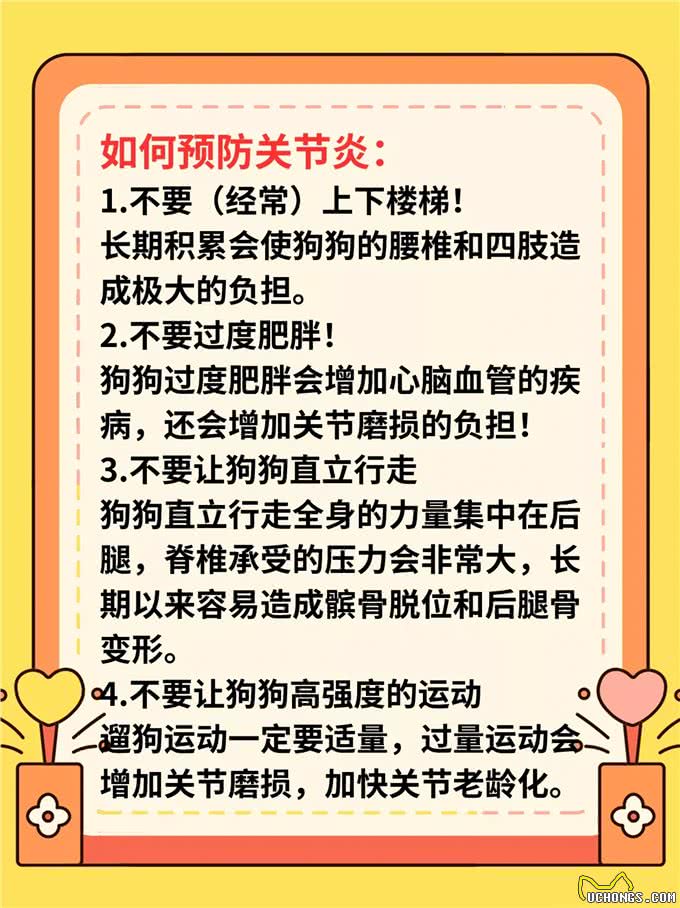 狗狗关节炎