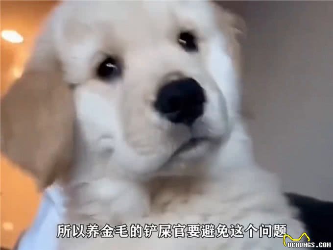 扒一扒金毛的七个问题