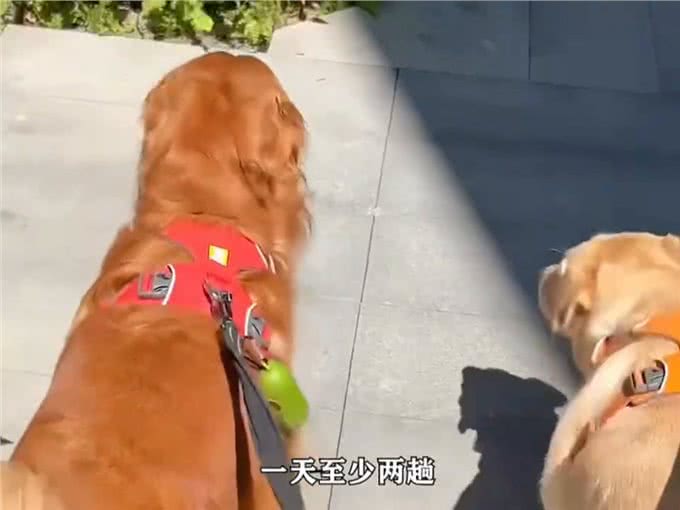 扒一扒金毛的七个问题