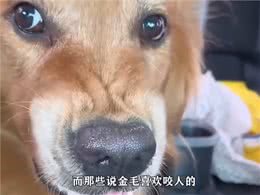 扒一扒金毛的七个问题