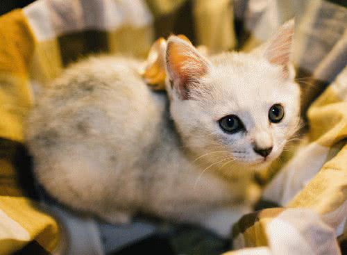小猫崽身上好烫?手把手教你给猫咪做个体温检查