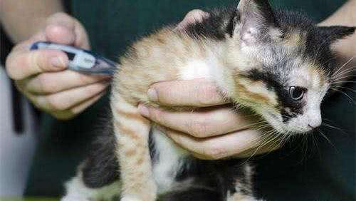 小猫崽身上好烫?手把手教你给猫咪做个体温检查