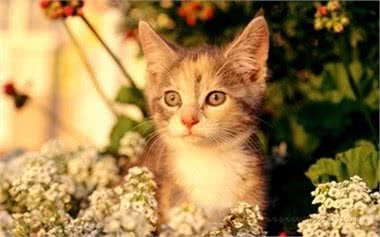 小猫崽身上好烫?手把手教你给猫咪做个体温检查