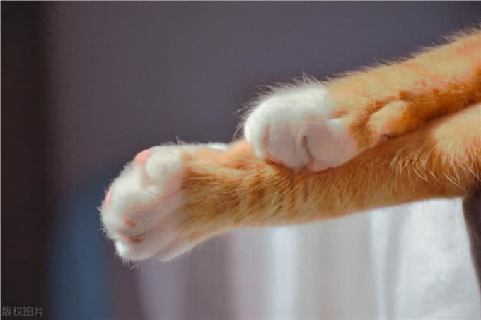 猫咪爪子的秘密:为何它们如此保护?一文教你如何温柔接近!