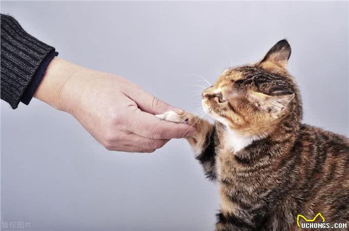 猫咪爪子的秘密:为何它们如此保护?一文教你如何温柔接近!