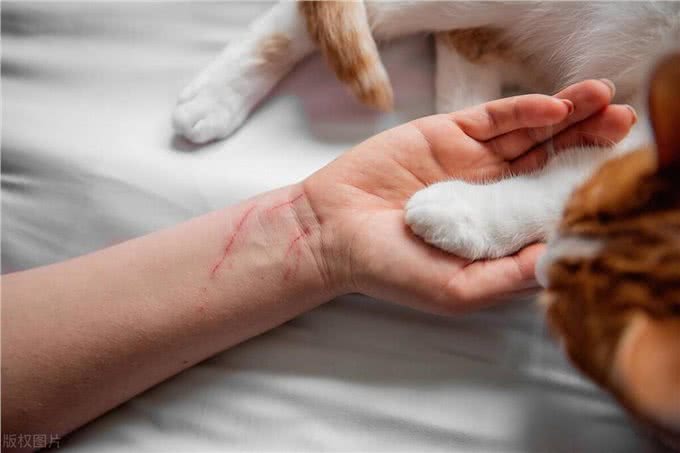 猫咪爪子的秘密:为何它们如此保护?一文教你如何温柔接近!