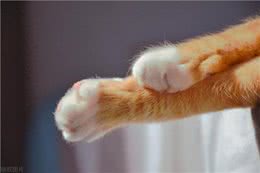 猫咪爪子的秘密:为何它们如此保护?一文教你如何温柔接近!