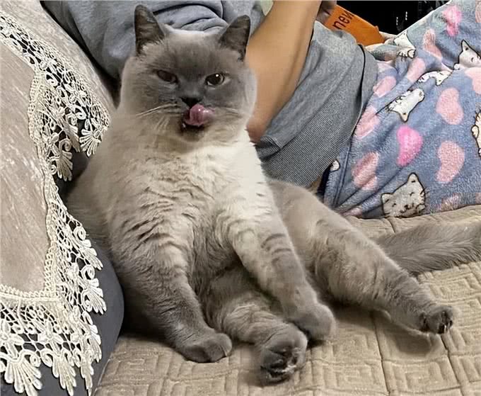 有人说不要轻易养英短猫,因为这几点,太烦人