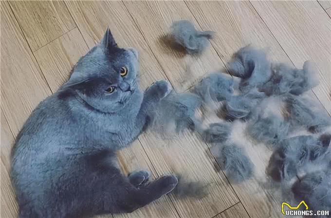 有人说不要轻易养英短猫,因为这几点,太烦人