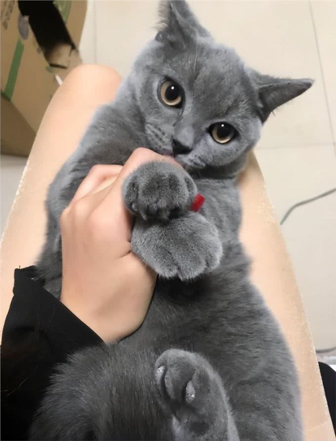 有人说不要轻易养英短猫,因为这几点,太烦人
