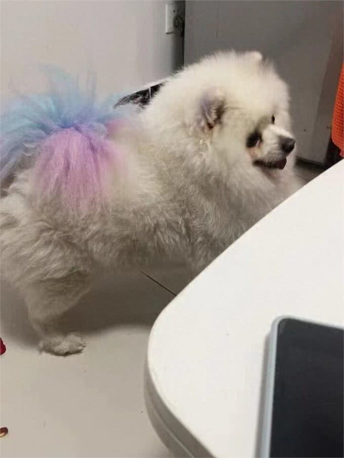 狗狗尿痛尿结石，可以不用手术