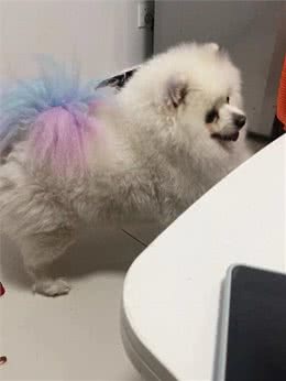 狗狗尿痛尿结石，可以不用手术