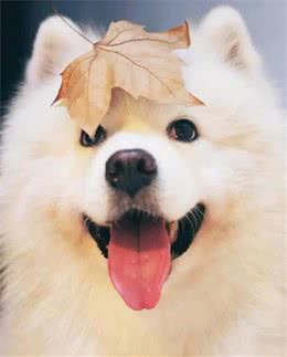 如何训练狗狗在卫生间大小便