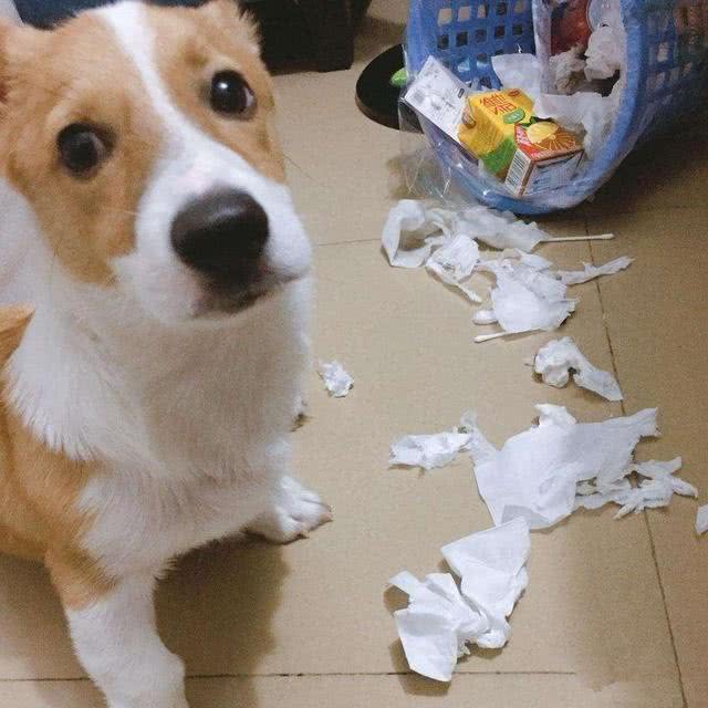 狗狗有体臭洗澡也没用?除了是疾病，很多主人都忽略了狗狗这部位