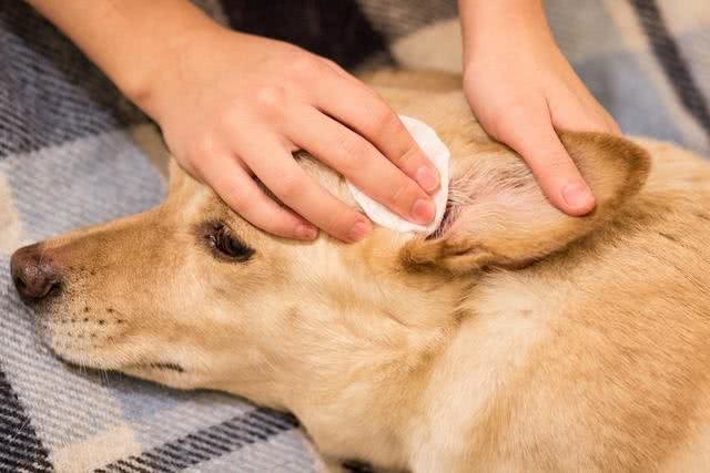 狗狗有体臭洗澡也没用?除了是疾病，很多主人都忽略了狗狗这部位