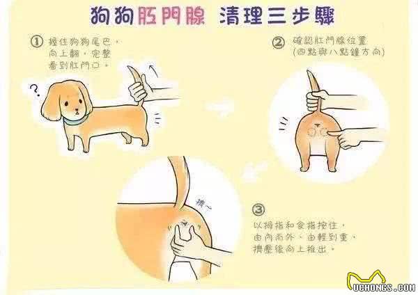 狗狗有体臭洗澡也没用?除了是疾病，很多主人都忽略了狗狗这部位