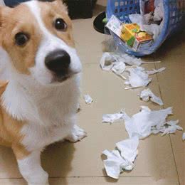狗狗有体臭洗澡也没用?除了是疾病，很多主人都忽略了狗狗这部位