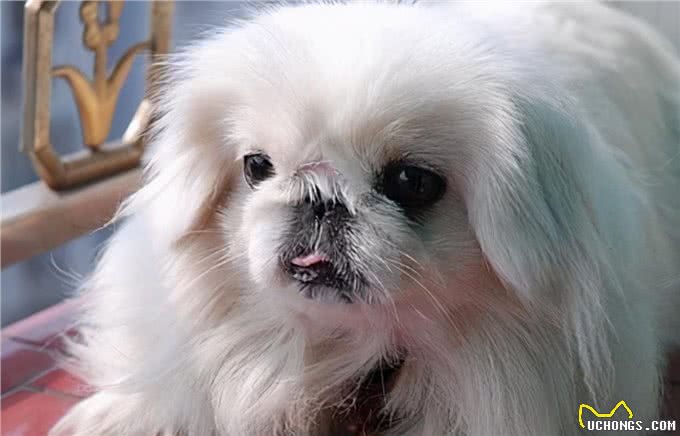 京巴犬也会得乳腺瘤吗?有哪些症状呢?该怎么办才好呢?