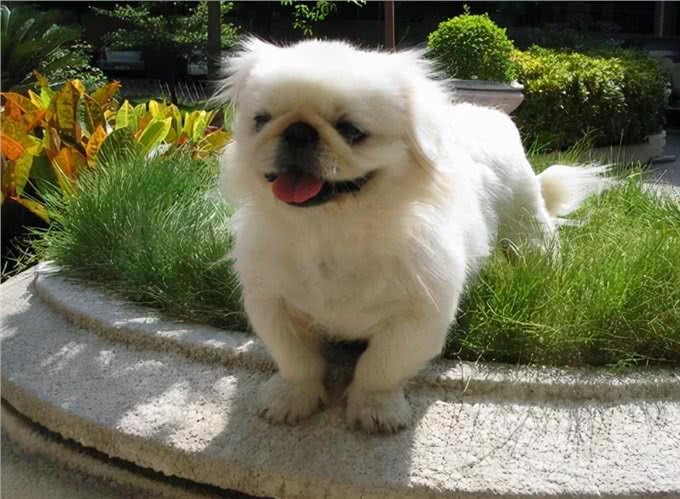 京巴犬也会得乳腺瘤吗?有哪些症状呢?该怎么办才好呢?