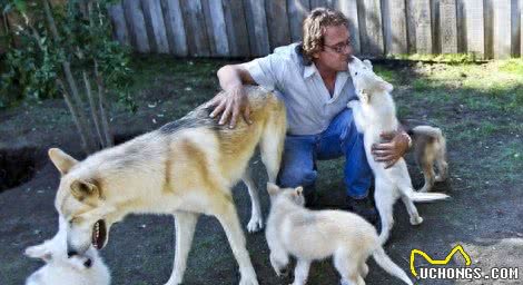 世界三大野狼和狗杂交猛兽级名犬，个个都很霸气