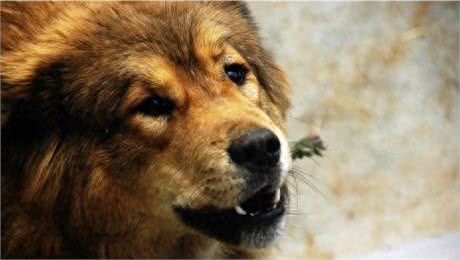 世界三大野狼和狗杂交猛兽级名犬，个个都很霸气