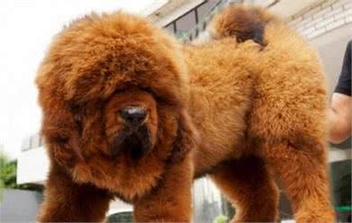 世界三大野狼和狗杂交猛兽级名犬，个个都很霸气