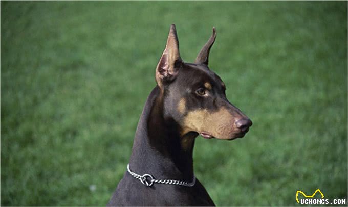 世界三大野狼和狗杂交猛兽级名犬，个个都很霸气
