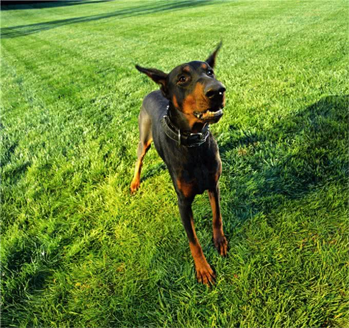 世界三大野狼和狗杂交猛兽级名犬，个个都很霸气