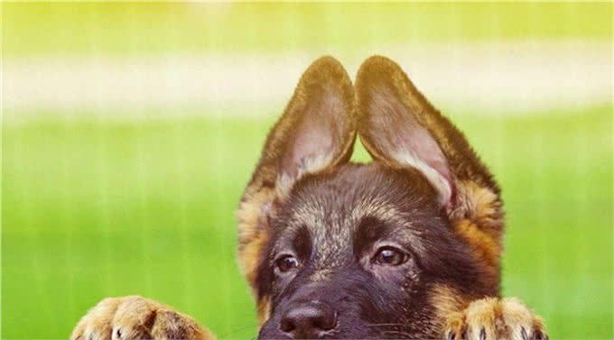世界三大野狼和狗杂交猛兽级名犬，个个都很霸气