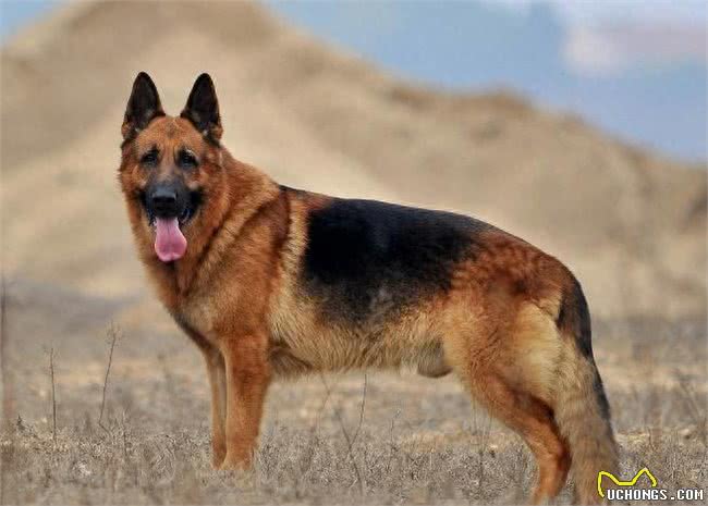 世界三大野狼和狗杂交猛兽级名犬，个个都很霸气