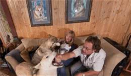世界三大野狼和狗杂交猛兽级名犬，个个都很霸气