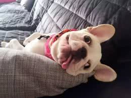 狗狗来例假该如何处理?