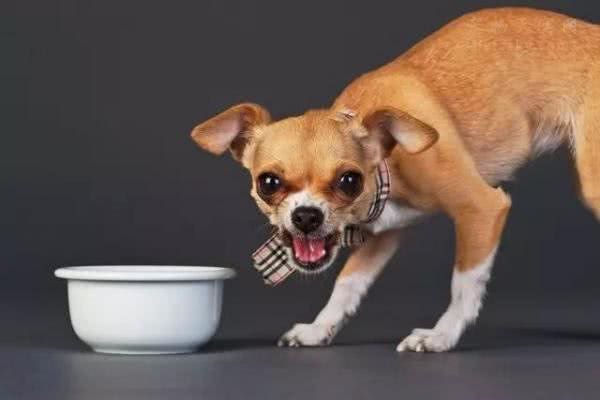 狗狗护食怎么办?如果纠正狗狗护食的习惯?