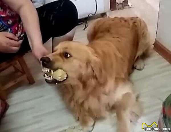 狗狗护食怎么办?如果纠正狗狗护食的习惯?
