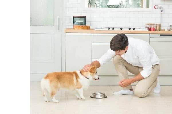 狗狗护食怎么办?如果纠正狗狗护食的习惯?