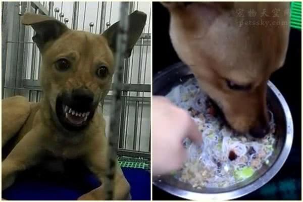 狗狗护食怎么办?如果纠正狗狗护食的习惯?