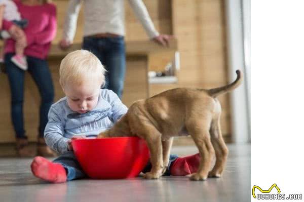 狗狗护食怎么办?如果纠正狗狗护食的习惯?