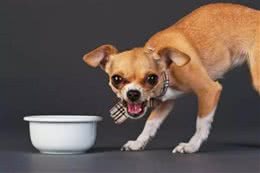 狗狗护食怎么办?如果纠正狗狗护食的习惯?