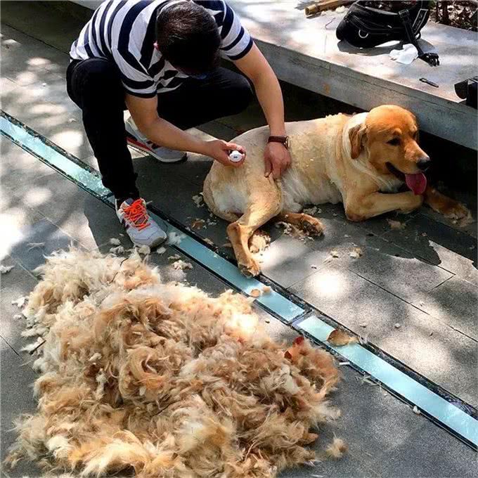 剪毛并不存在美毛功效，主人为提高爱宠毛发质量，还需从三点出发